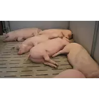Щелевые полы для свинарников